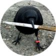 crow with knife